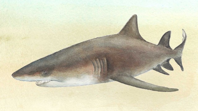 Banner image for Calene Luczo portfolio site